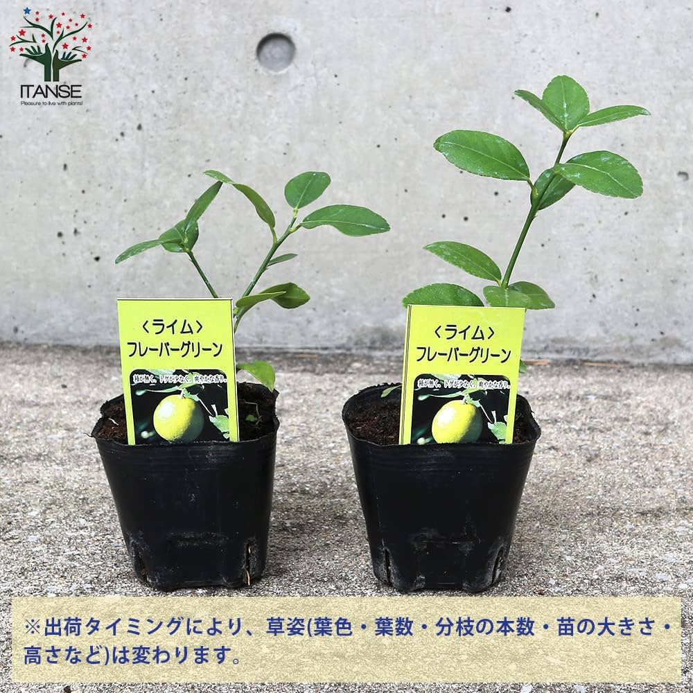 Amazon.co.jp: ライム フレーバーグリーン 9cmポット【品種で選べる Amazon.co.jp: ライム フレーバーグリーン 9cmポット【品種で選べる